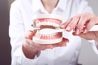 An individual holding a model of a human mouth with teeth, demonstrating dental hygiene.